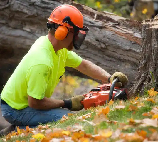 tree services Alamo